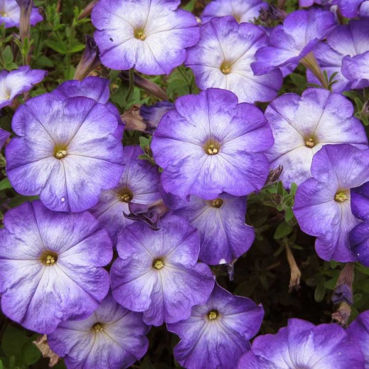 Seminte de flori Petunia Merlin Morn Mix F1