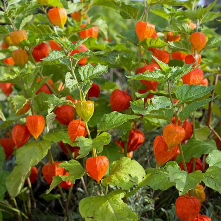 Seminte de flori Physalis Franchetii