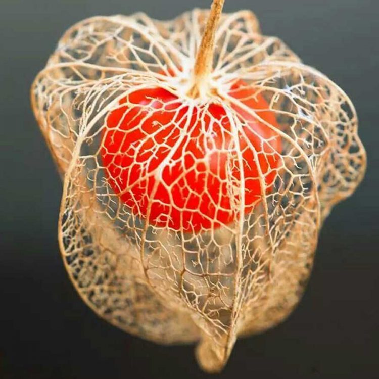 Seminte de flori Physalis Franchetii