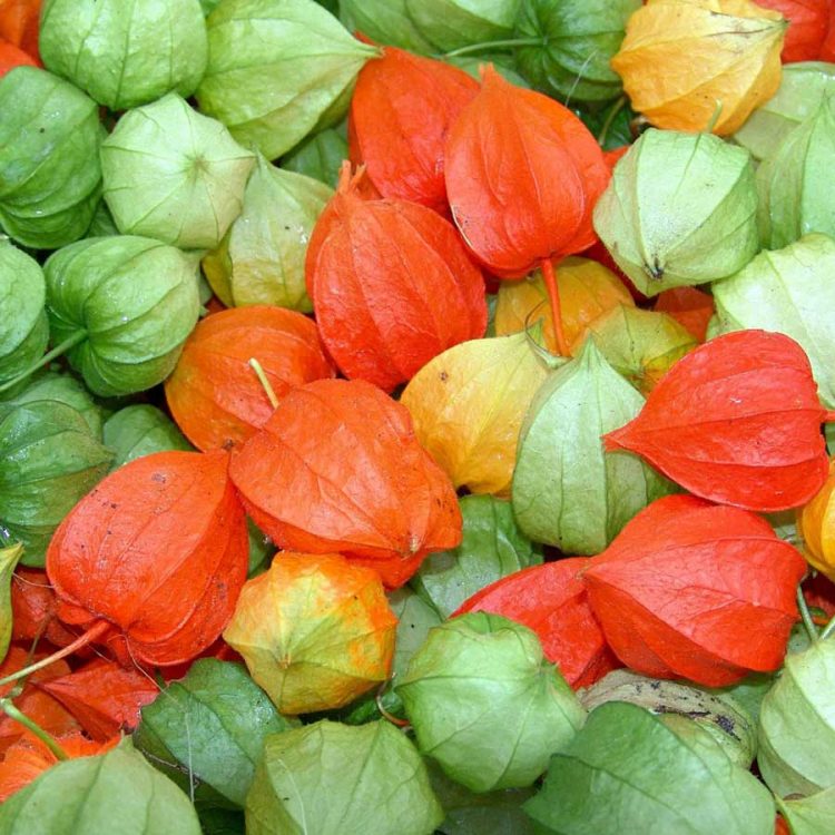 Seminte de flori Physalis Franchetii
