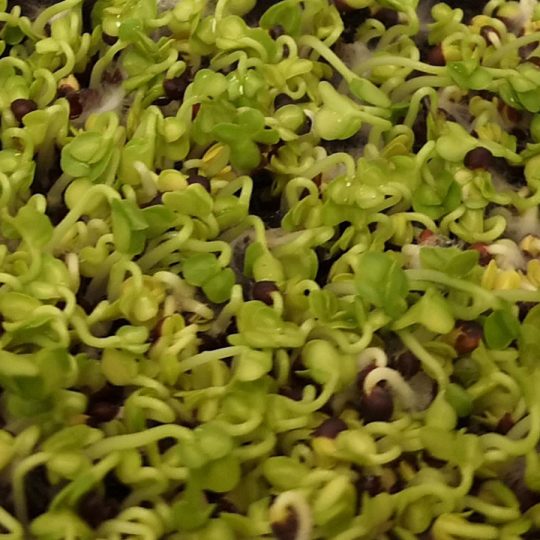 Seminte pentru germinat Salad Rape