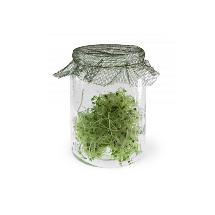 Seminte pentru germinat Salad Rape