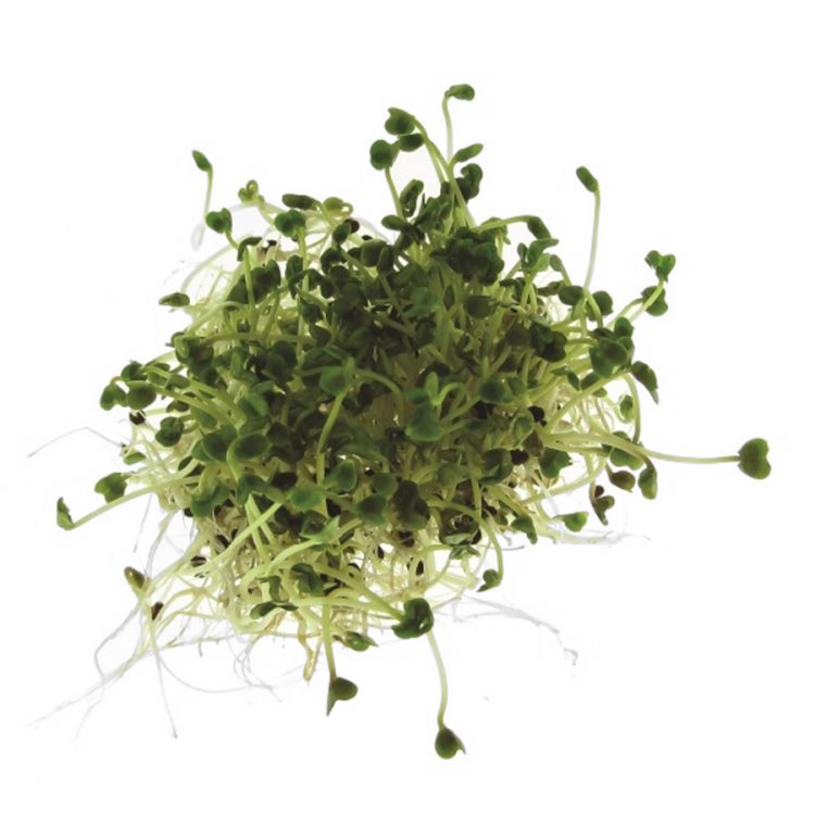 Seminte pentru germinat Salad Rape