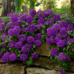 Seminte de flori Verbena Imagination