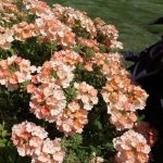 Seminte de flori Verbena Peach and Cream