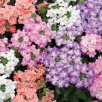 Seminte de flori Verbena Tuscany Pastel Shades