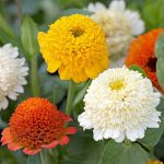 Seminte de flori Zinnia Cresto Citrus Mixed