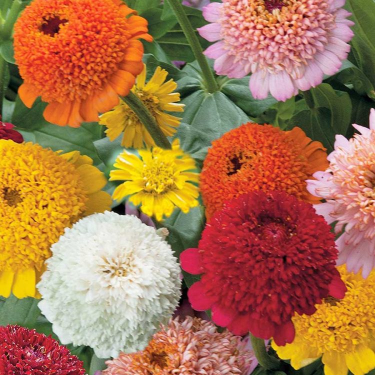 Seminte de flori Zinnia Cresto Citrus Mixed