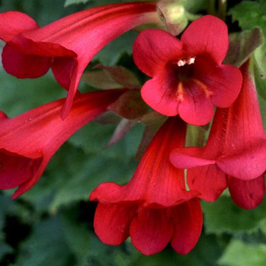 Seminte de flori Asarina Wislizensis Red Dragon