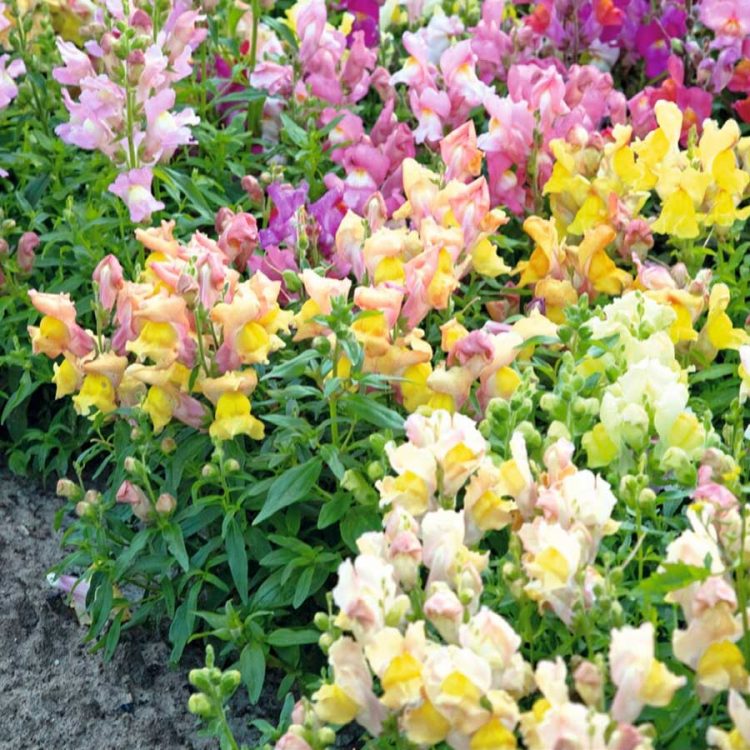 Seminte de flori Antirrhinum Majus Nanum Tom Thumb