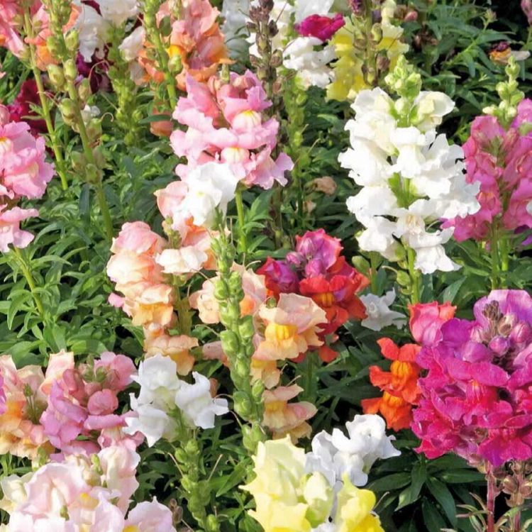 Seminte de flori Antirrhinum Majus Nanum Tom Thumb