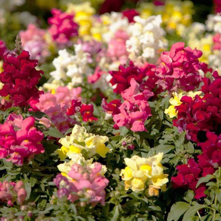 Seminte de flori Antirrhinum Majus Nanum Tom Thumb