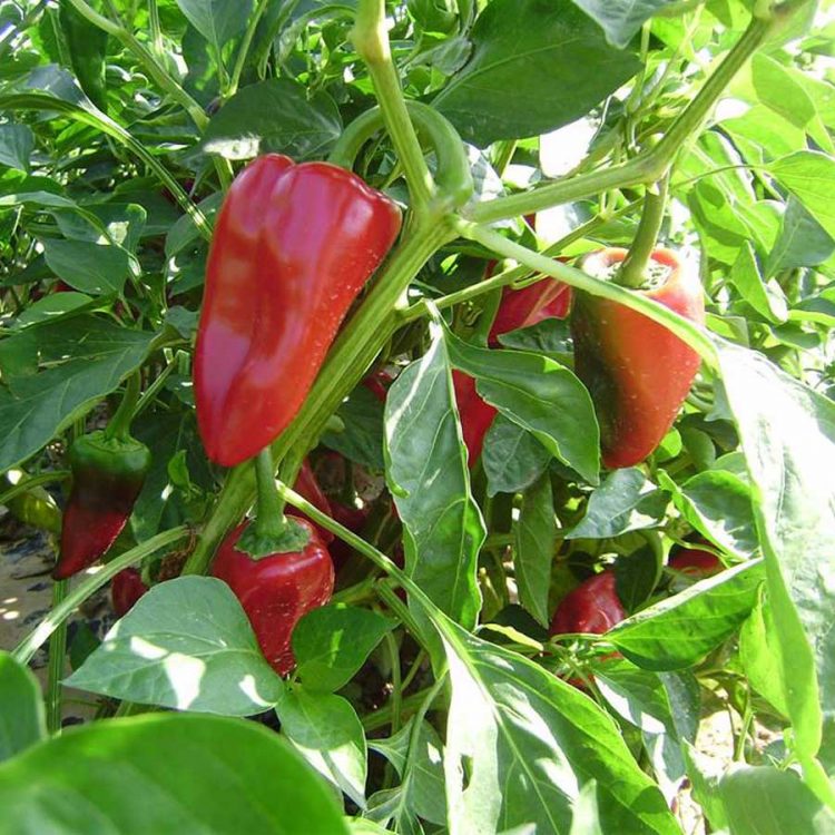Seminte de Ardei Capia Sweet Pepper Piquillo