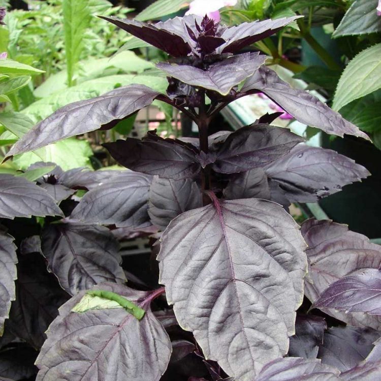 Seminte de Busuioc Rosu Basil Red Rubin