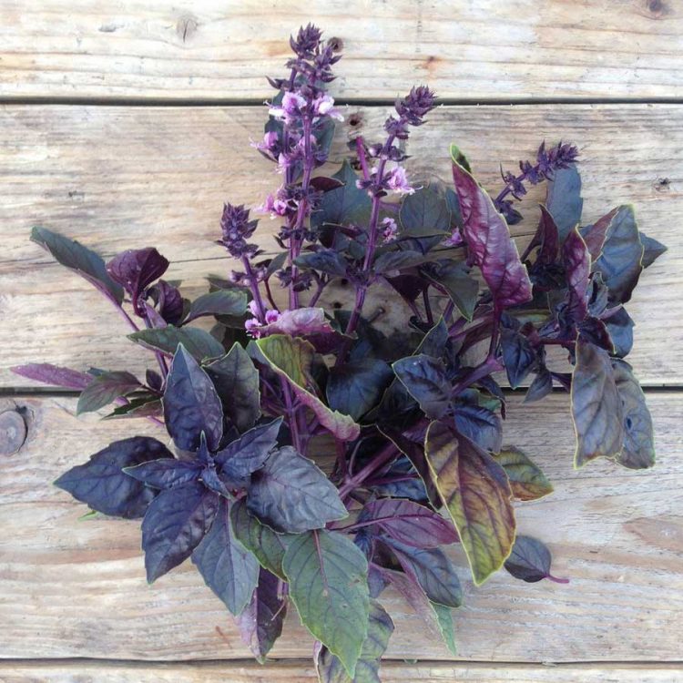 Seminte de Busuioc Rosu Basil Red Rubin