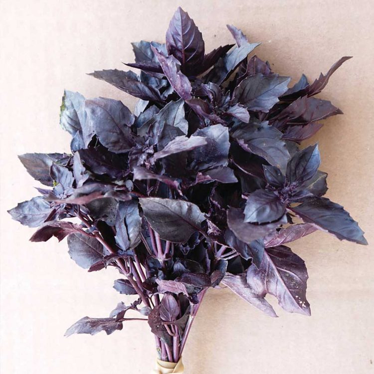 Seminte de Busuioc Rosu Basil Red Rubin
