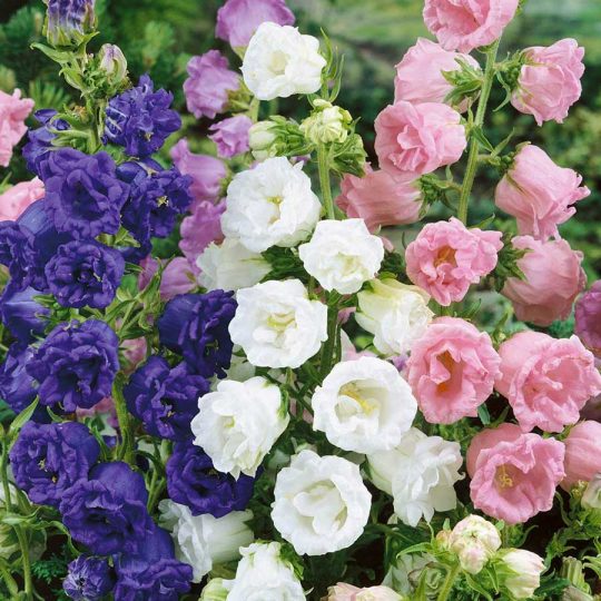 Seminte de Clopotei Canterbury Bell Double Flowered Mixed