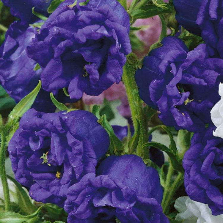 Seminte de Clopotei Canterbury Bell Double Flowered Mixed