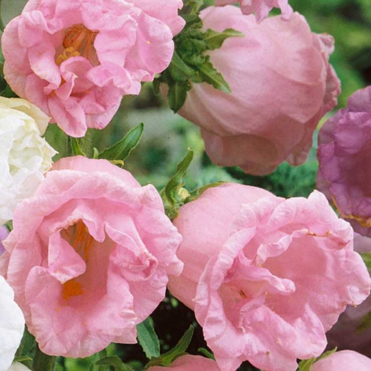 Seminte de Clopotei Canterbury Bell Double Flowered Mixed