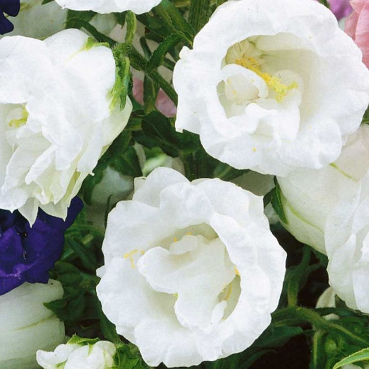 Seminte de Clopotei Canterbury Bell Double Flowered Mixed