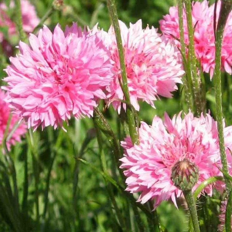 Seminte de Albastrele Cornflower Pink Ball