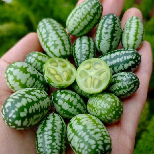 Seminte de legume Cucamelon Mini Melon