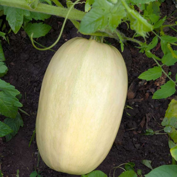 seminte de dovleac spaghetti Winter Squash Spaghetti