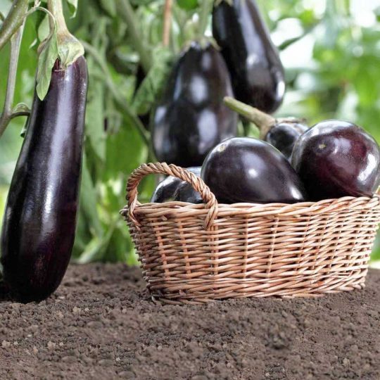 Seminte de legume Eggplant Violetta Lunga 2