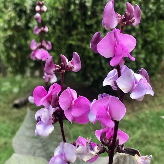 Seminte de flori Hyacinth Bean Violet Dolichos Lablab