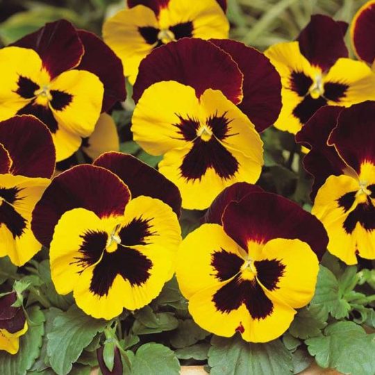 Seminte de Panselute Pansy Red Wing