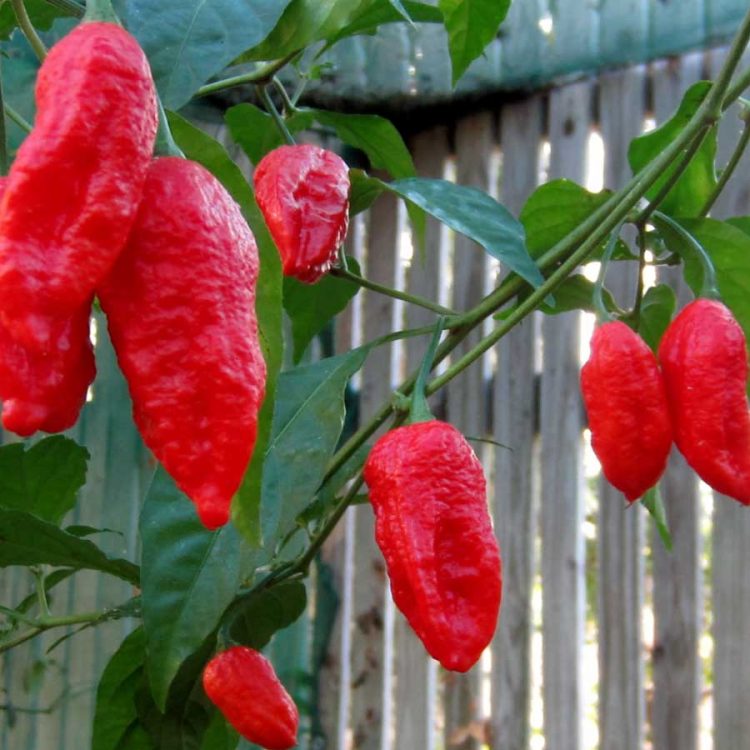 Seminte de legume Pepper Bhut Jolokia Red
