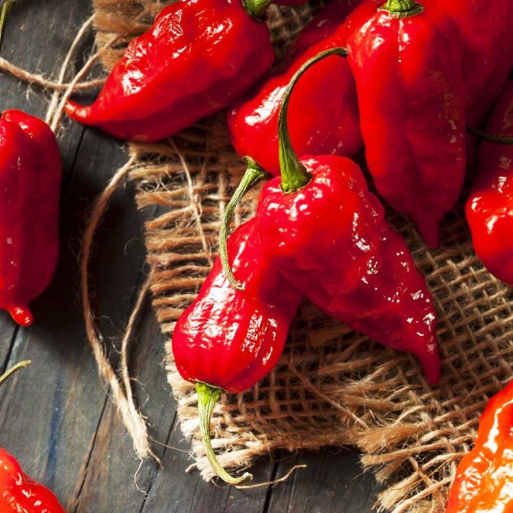Seminte de legume Pepper Bhut Jolokia Red