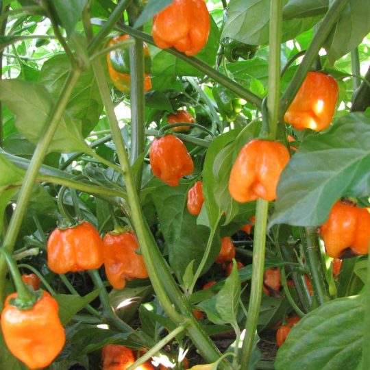 Seminte de legume Pepper Habanero Orange