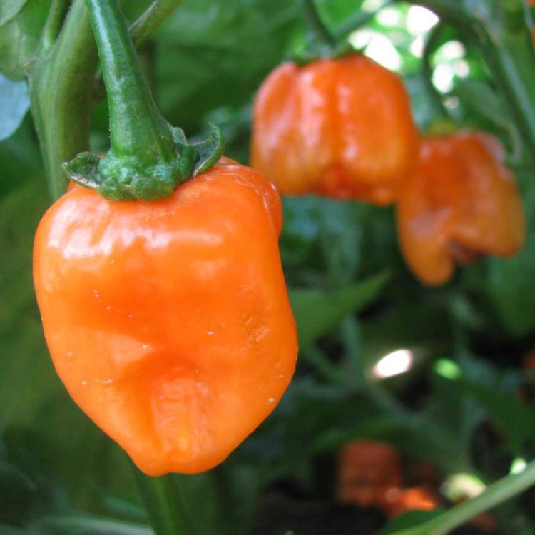 Seminte de legume Pepper Habanero Orange