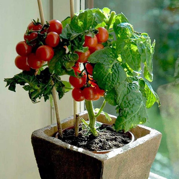 Seminte de rosii cherry pitice tiny tim