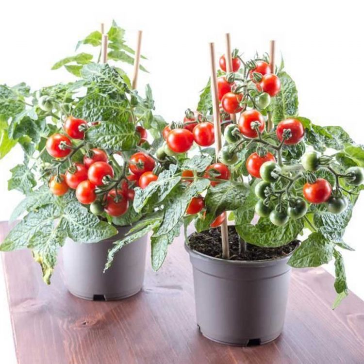 seminte de rosii cherry pitice tiny tim