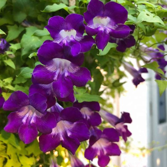 Seminte de flori Asarina Scandens Violet Snapdragon
