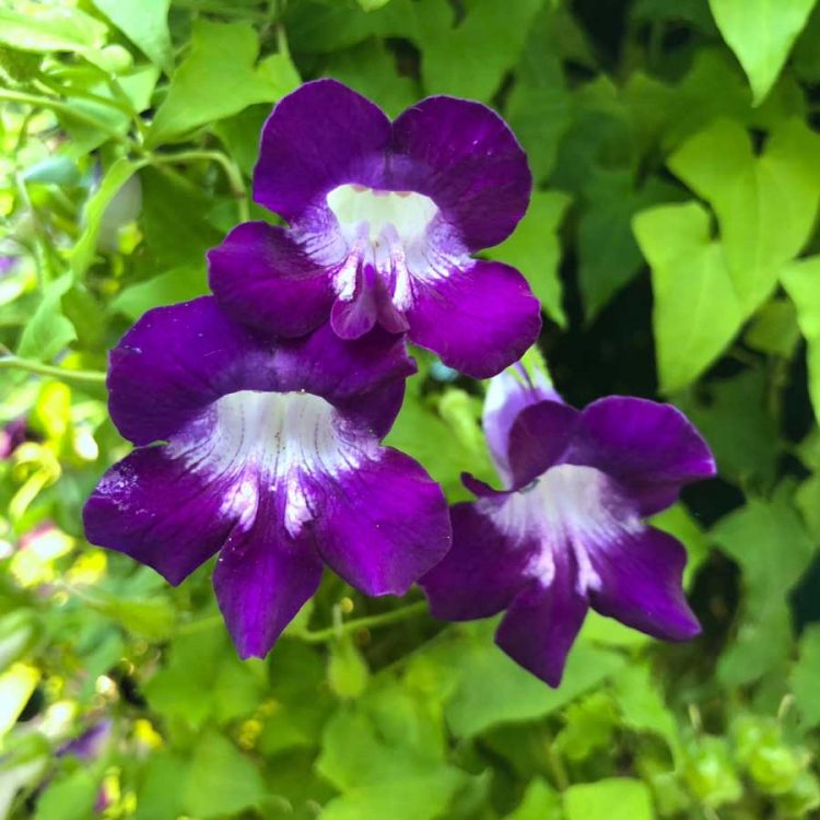 Seminte de flori Asarina Scandens Violet Snapdragon