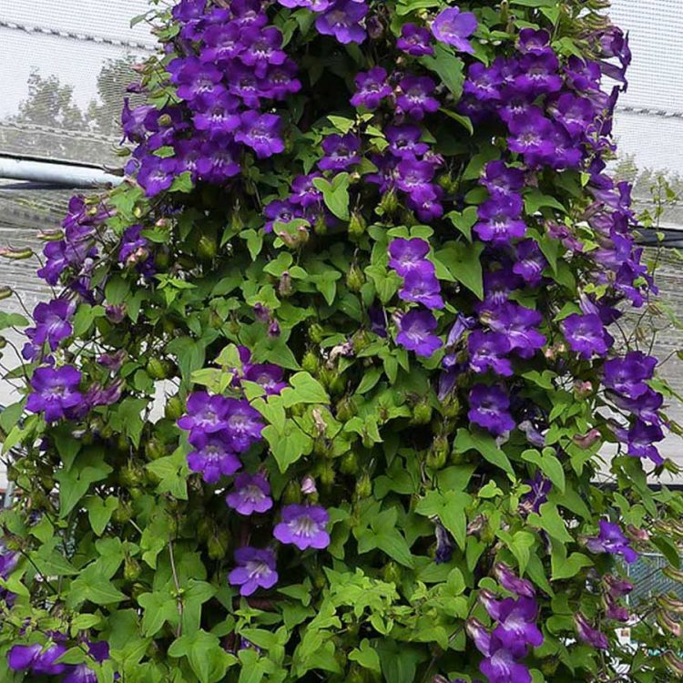 Seminte de flori Asarina Scandens Violet Snapdragon