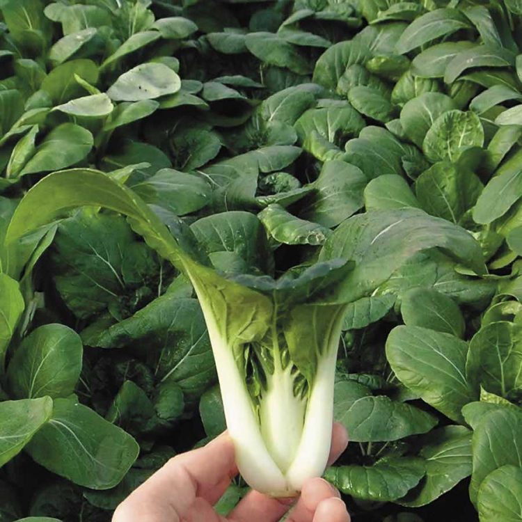 Seminte de legume Chinese Pak Choi Brassica Pechinensis