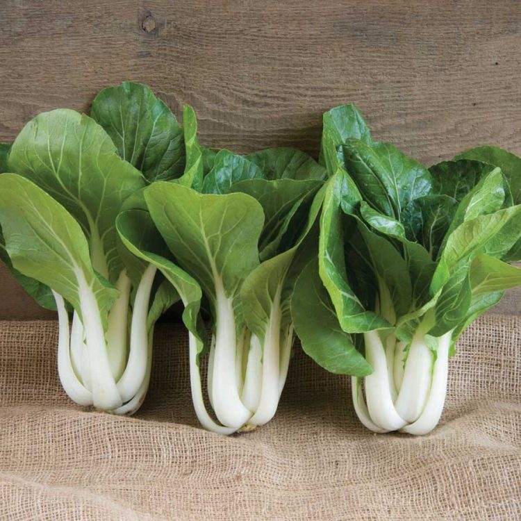 Seminte de legume Chinese Pak Choi Brassica Pechinensis