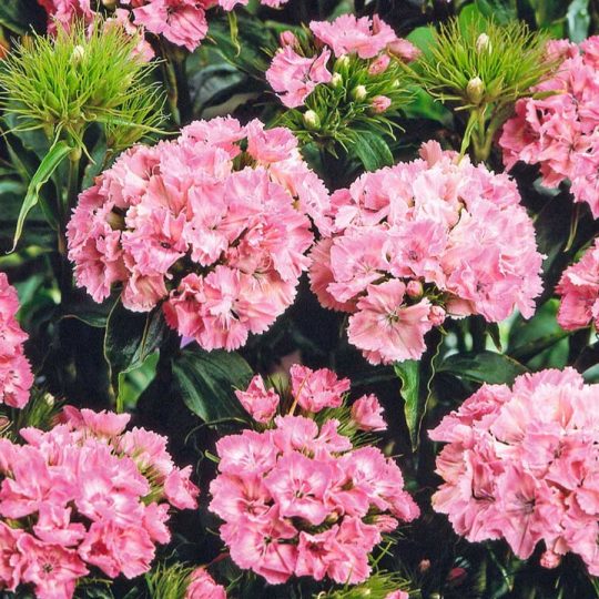 Seminte de flori Sweet William Pink Beauty Dianthus Barbatus