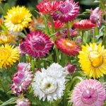 Seminte de flori Xerochrysum Bracteatum (Helichrysum) Tom Thumb Mixed