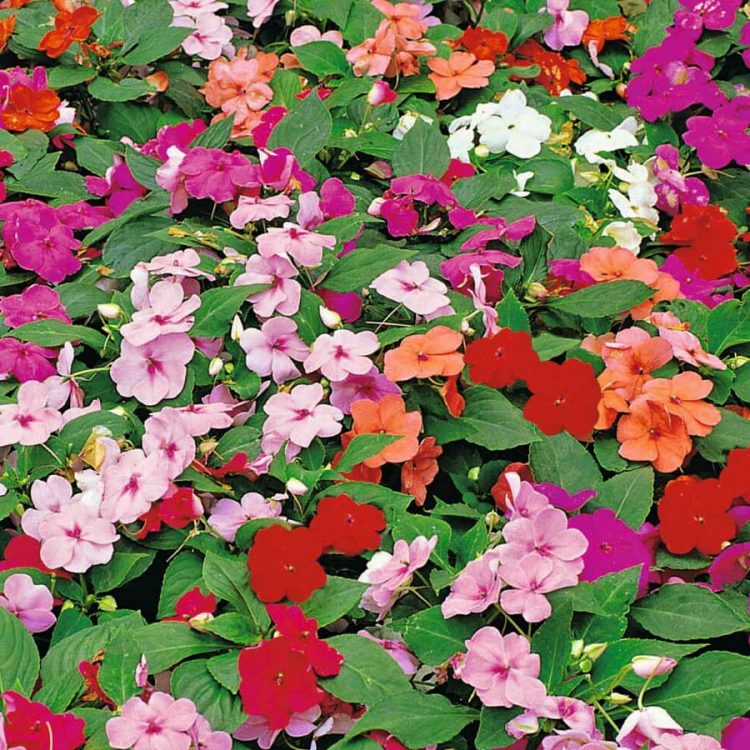 Seminte de flori Impatiens Walleriana Busy Lizzie Baby Mixed