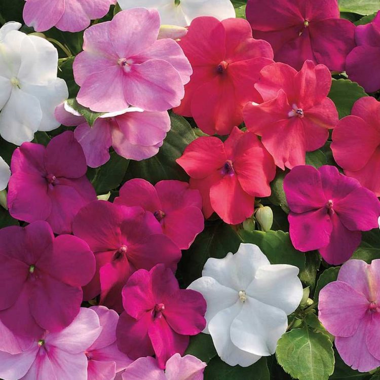 Seminte de flori Impatiens Walleriana Busy Lizzie Baby Mixed