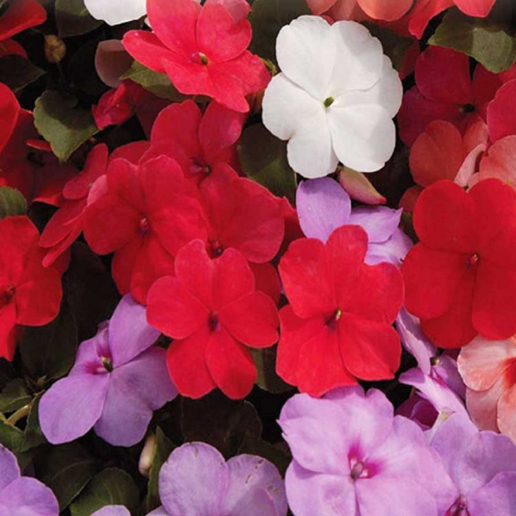 Seminte de flori Impatiens Walleriana Busy Lizzie Baby Mixed
