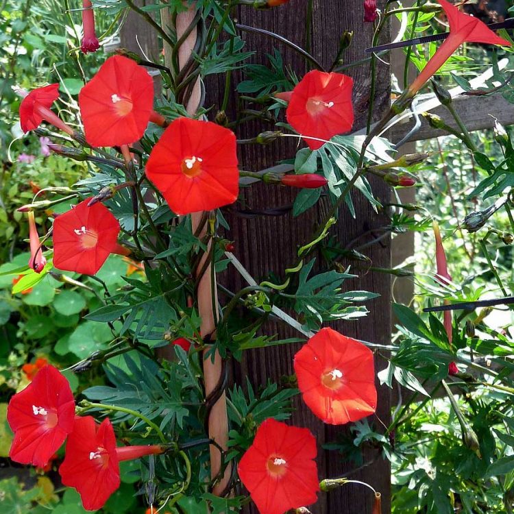 Seminte de flori Ipomoea Quamoclit Cardinalis Red