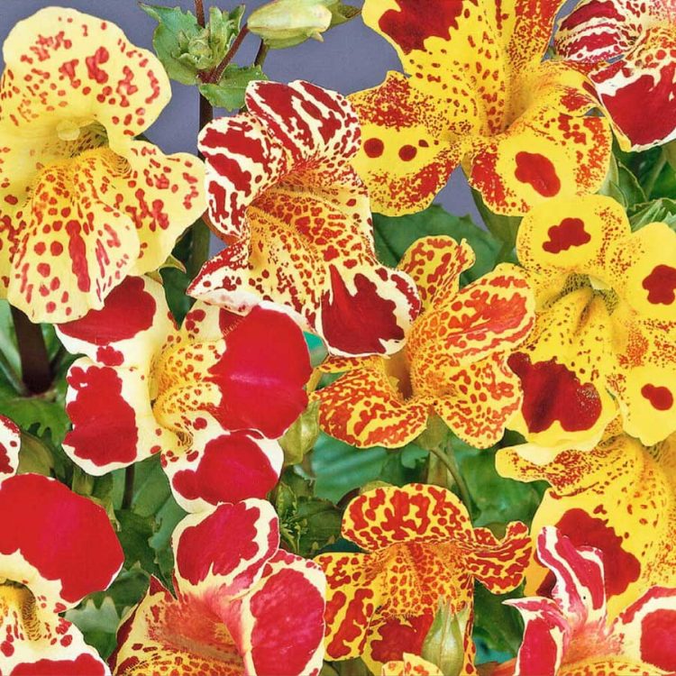 Seminte de flori Mimulus Hybrida Queens Prize Mixed Monkey Flower