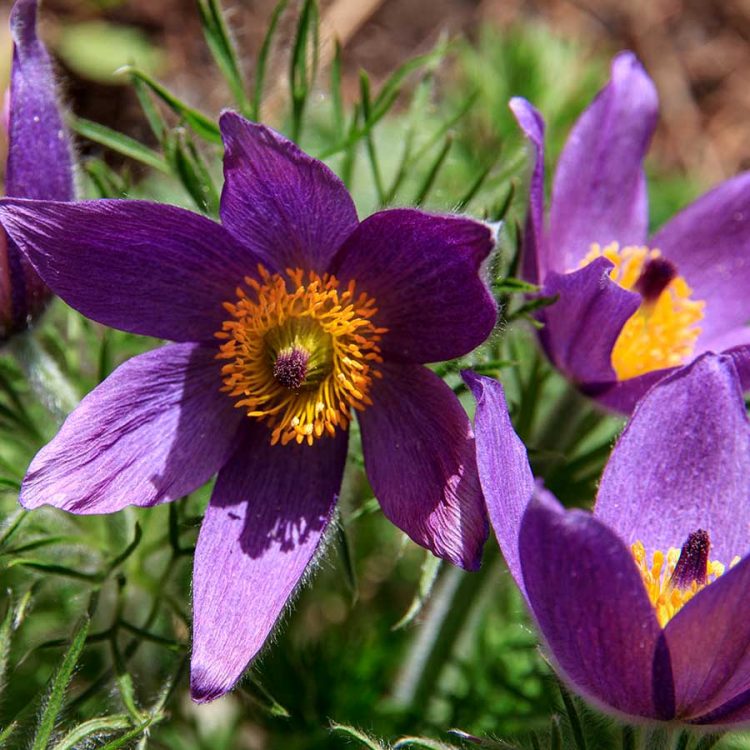 Seminte de flori Pasque Flower Pulsatilla Vulgaris