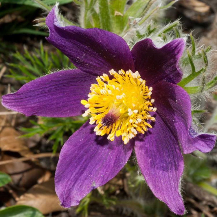 Seminte de flori Pasque Flower Pulsatilla Vulgaris
